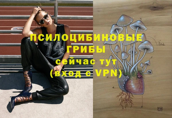 сатива Каменногорск